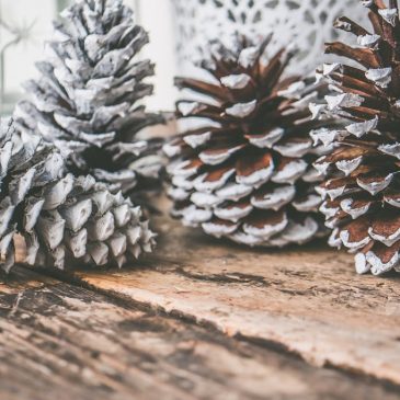 Conciertos Navideños 2025